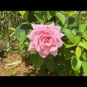 Meet your Posher, Sharon